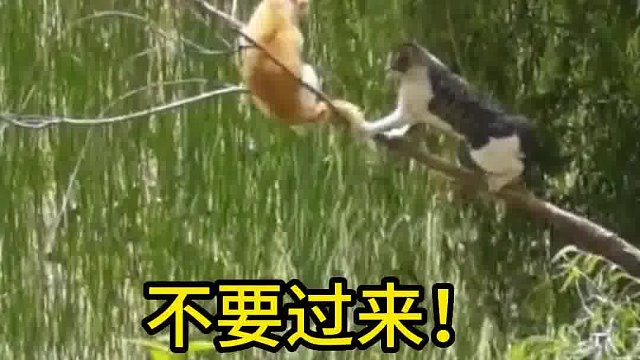 你不要过来啊！
