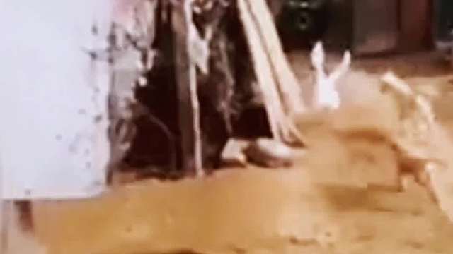 农村三大恶霸大鹅