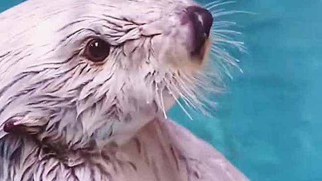 可爱的动物们，治愈坏心情