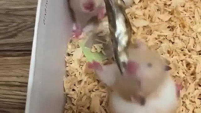 呔，吃我一刀！咸鱼突刺~~