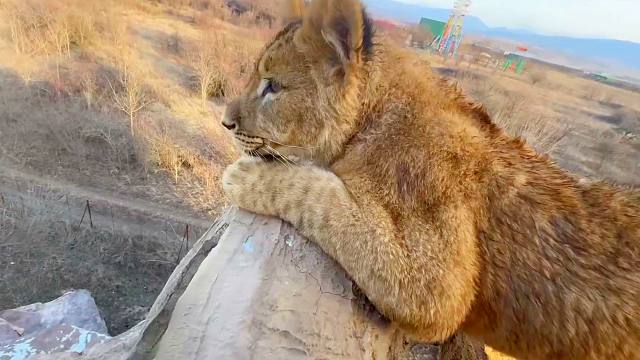 小狮子：这就是园长爸爸为我们打下的江山吗？