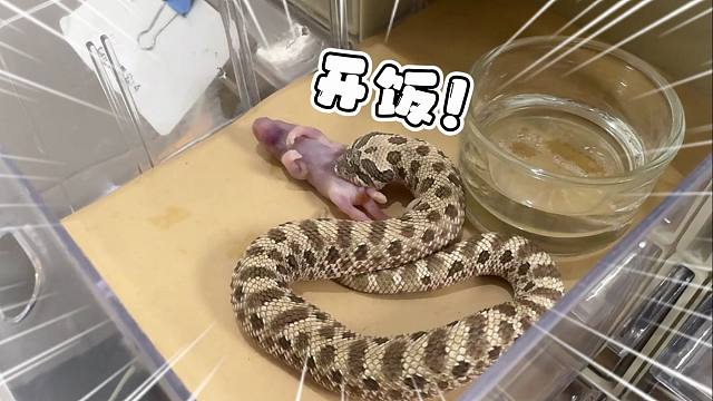 天生没有眼睛的猪鼻蛇究竟是如何干饭的！