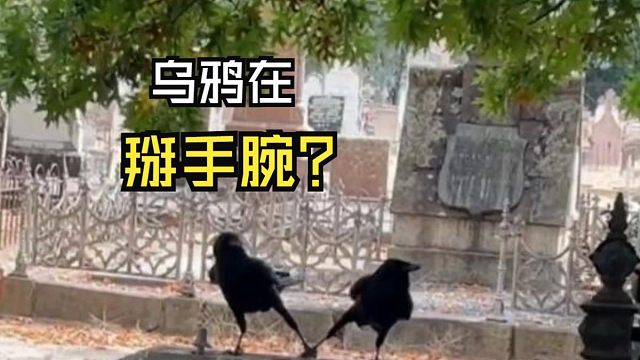 那些好玩的动物视频！