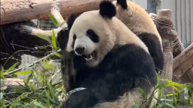 国宝也太可爱了吧