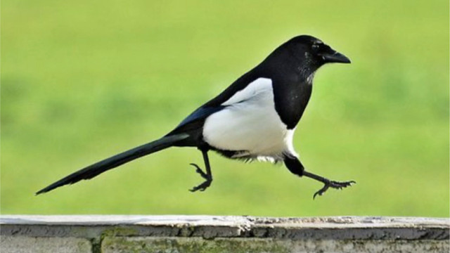 喜鹊：是不是黑白配色的动物都这么聪明？