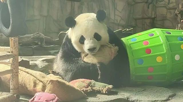 刚想干坏事就被奶爸发现，一脸委屈巴巴的样子