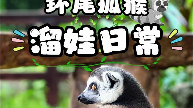 环尾狐猴：照顾孩子猴猴有责！