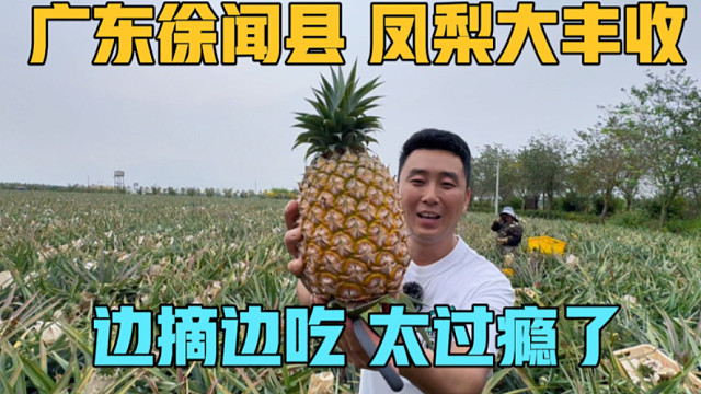 广东徐闻县，凤梨地里大丰收，一家三口边摘边吃，房车里做凤梨宴