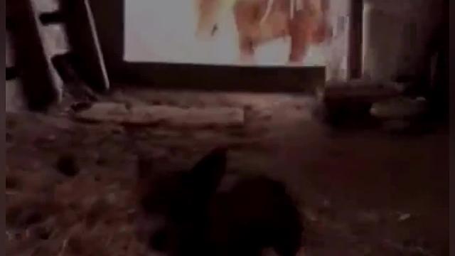 “动物也有情感，只是它们不会说话”