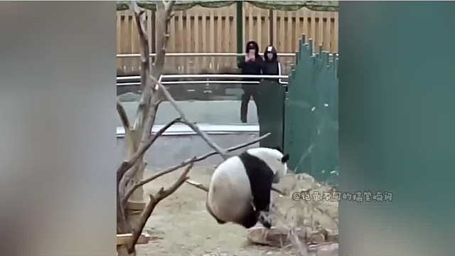 《大熊猫最想删除的视频》