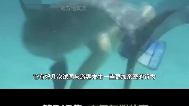 海豚可爱的外表背后，为了爱情有多疯狂，人豚之恋是真是假？2