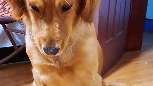 我和我的怨种主人