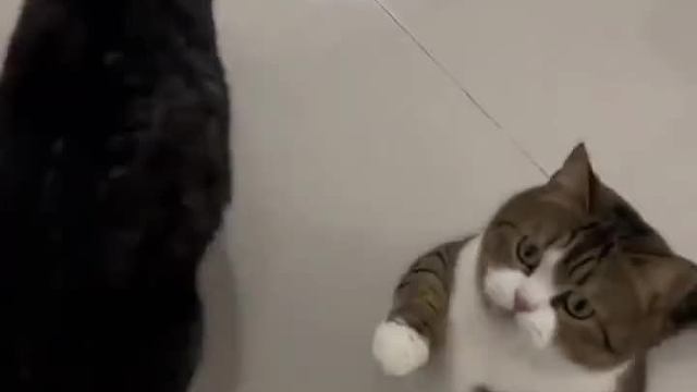 沙雕动物在这里001