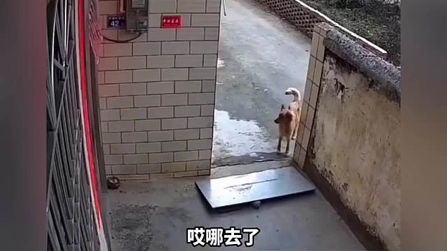 搞笑配音：反人类的楼梯  一个比一个搞笑