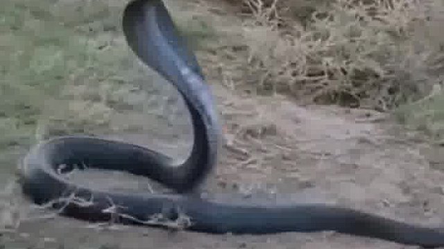 这猴子飘了呀，小心蛇咬你一口