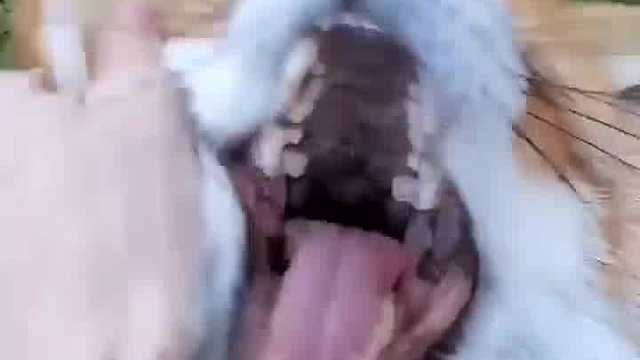 这狐狸笑声太魔性了，狗里狗气的