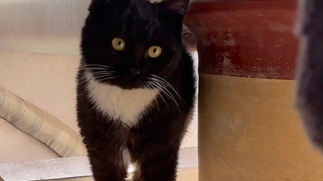 我们豆包回家喽