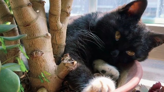 我家人居然说豆包不好看！！！