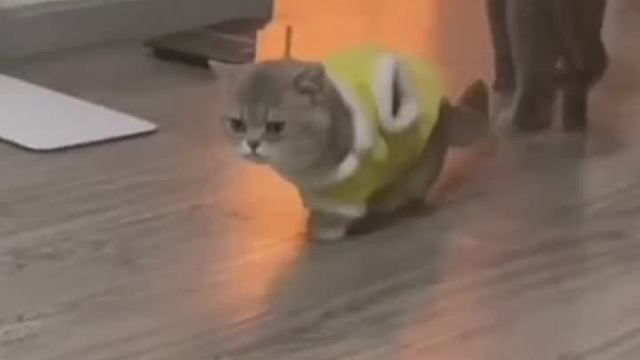 沙雕动物在这里013