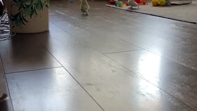 小鹦鹉：只要能跑我一般不飞