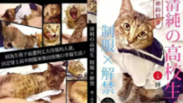 撸猫的正确方式