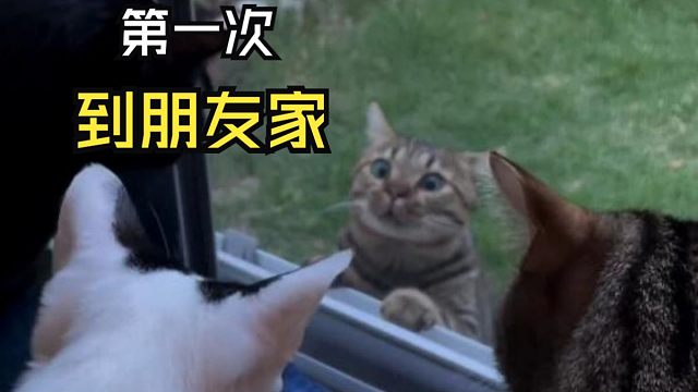 那些动物们的尴尬时刻！