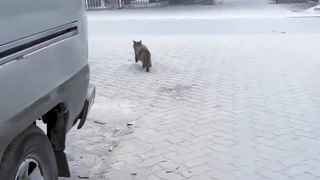 一只流浪猫到底有多无助，才把自己的三个孩子交给一个陌生人，这也许对于人类来说，只是一次小小的善举，但这对于毛孩子来说，这足以改变它们的一生…