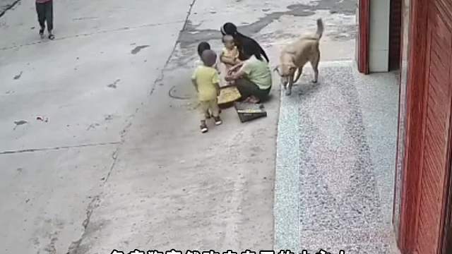 2000多年了，中华田园犬的气质一直都没有变，果然老祖宗留给我们的是最好的，你还记得小时候放学回家，来接你的大黄吗？