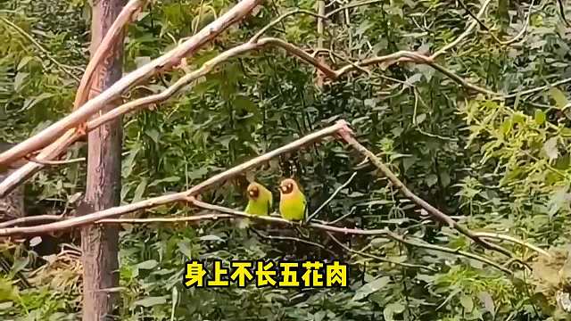 不得不说，这鸟的腰是真好