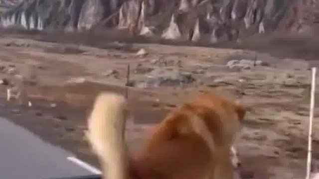 狗狗乡村爱情故事