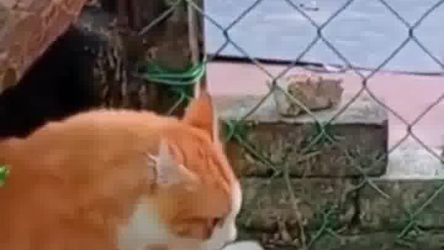 猜猜它俩吵的啥，评论区等你留言