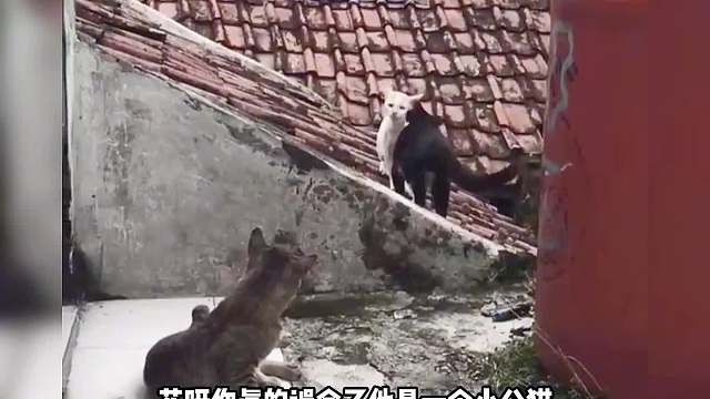 两个猫偷偷约会，被小母猫逮了现行