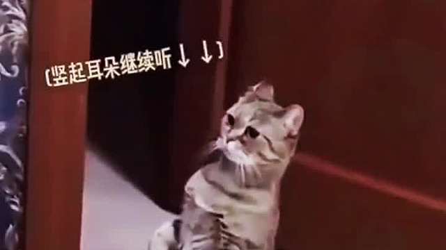 猫咪听到邻居吵架