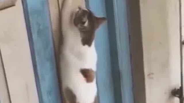 猫猫心里苦 T_T