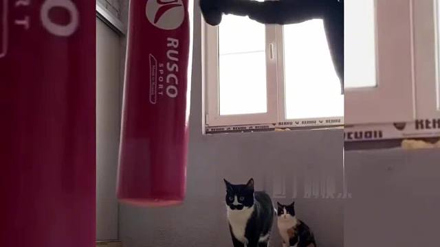 “奶牛猫都是神经病”