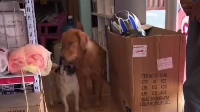 搞笑配音：为了孩子的学习 当猫的操碎了心