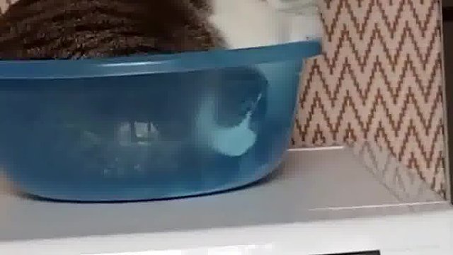 猫在盆中坐，祸从天上来!