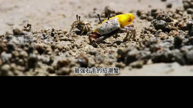 《养 臂 千 日，用 臂 一 时》