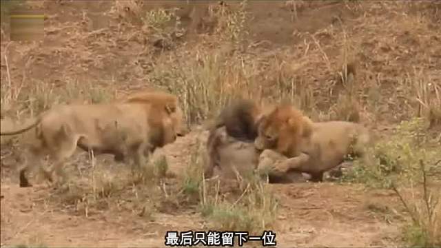 狮子与狮子搏斗致死-老狮子王临死前的最后一战!