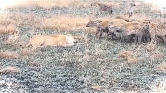 狮子大战鬣狗，狮子腿被鬣狗咬断一条腿，狮子大战鬣狗纪实现场!