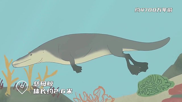 一个视频带你看懂鲸鱼的进化过程，鲸鱼是如何演化的