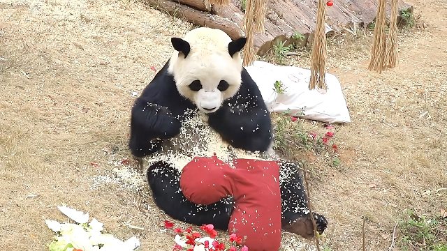 星巴愿：奶爸我知道你疼我，我对你也是掏心掏肺。