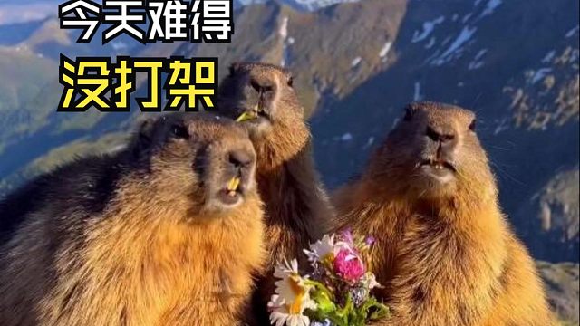 那些跟人偶遇的动物们！