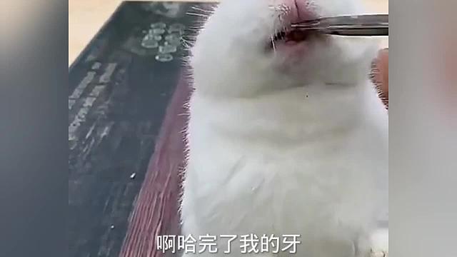 搞笑配音：老鹰被公鸡暴揍 一个比一个搞笑