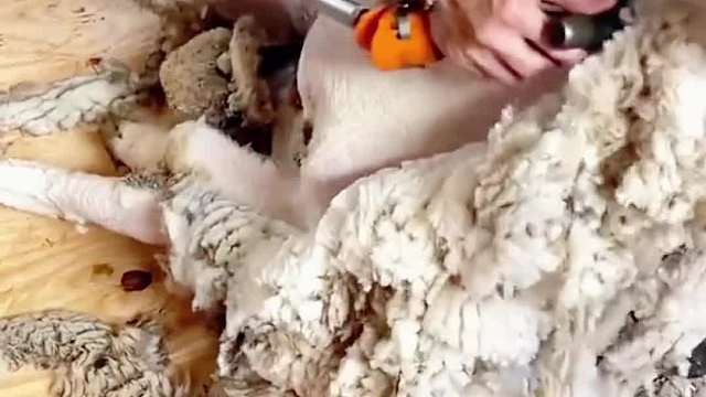 剃完羊毛的羊，区别也太大了