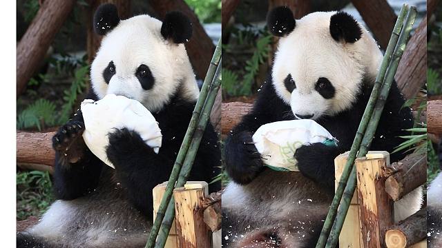 奶爸：使劲玩，奶爸再多给你们缝几个