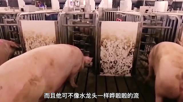 人为什么不喝猪奶，反而更多的是选择牛奶呢？