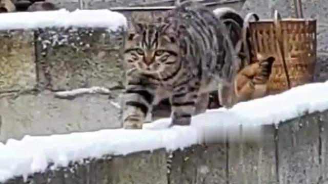 “这猫把我给整笑了...”