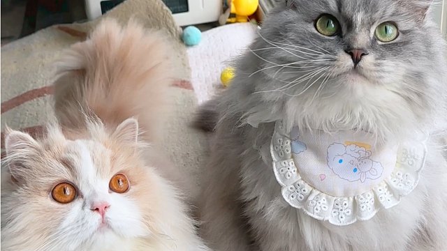 什么叫幸福呢？这也许就是吧