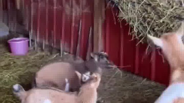 这羊是成精了吗？它居然思考了一下，还测距